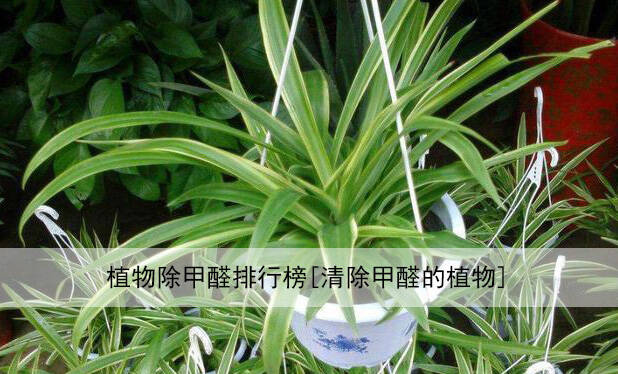 植物除甲醛排行榜[清除甲醛的植物] 